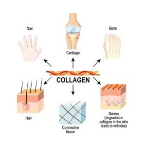 Collagen is the main structural protein in the connective tissues cartilages bones nails derma