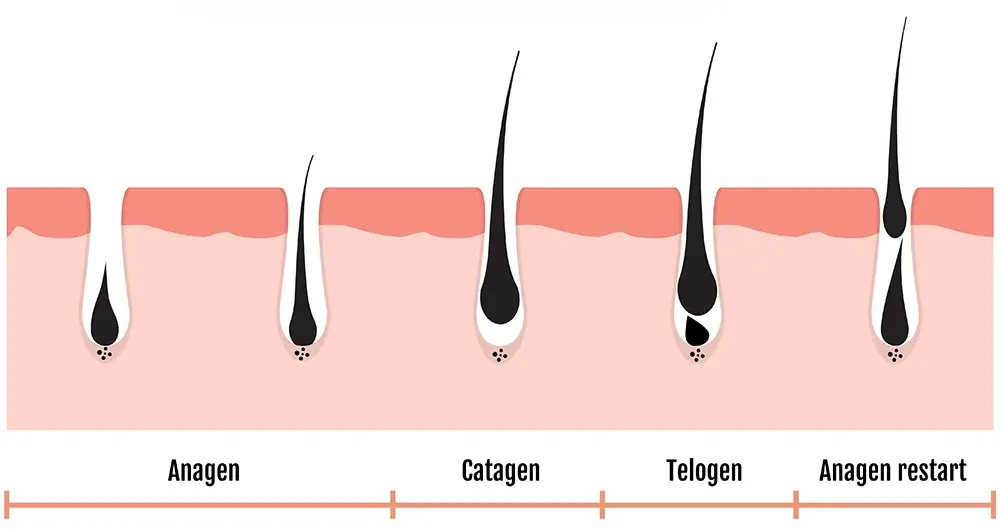 Hair growth cycle skin follicle anatomy anagen phase hair growth diagram illustration